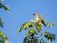 Anthus trivialis 64, Boompieper, adult, Saxifraga-Theo Verstrael