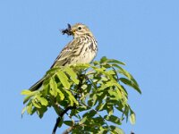 Anthus trivialis 65, Boompieper, adult, Saxifraga-Theo Verstrael