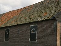 Apus apus 6, Gierzwaluw, habitat, Saxifraga-Janus Verkerk