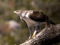 Aquila fasciata 33, Havikarend, Saxifraga-Bart Vastenhouw
