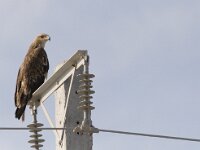 Aquila heliaca 2, Keizerarend, Saxifraga-Mark Zekhuis