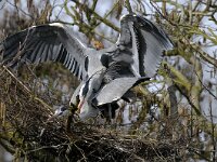 Ardea cinerea 11, Blauwe reiger, Saxifraga-Piet Munsterman