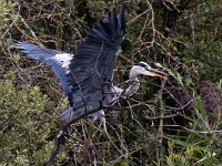 Ardea cinerea 110, Blauwe reiger, Saxifraga-Bart Vastenhouw