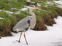 Ardea cinerea 140, Blauwe reiger, Saxifraga-Luuk Vermeer