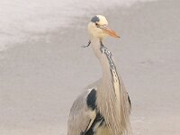 Ardea cinerea 141, Blauwe reiger, Saxifraga-Luuk Vermeer