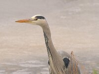 Ardea cinerea 143, Blauwe reiger, Saxifraga-Luuk Vermeer