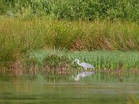 Ardea cinerea 171, Blauwe reiger, Saxifraga-Tom Heijnen