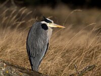 Ardea cinerea 174, Blauwe reiger, Saxifraga-Bart Vastenhouw