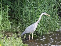 Ardea cinerea 178, Blauwe Reiger, Saxifraga-Peter Meininger