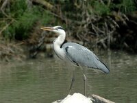 Ardea cinerea 21, Blauwe reiger, Saxifraga-Jan van der Straaten