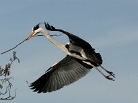 Ardea cinerea 24, Blauwe reiger, Saxifraga-Piet Munsterman