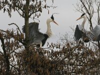 Ardea cinerea 32, Blauwe reiger, Saxifraga-Piet Munsterman