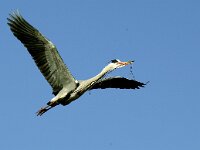 Ardea cinerea 36, Blauwe reiger, Saxifraga-Piet Munsterman