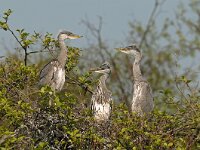 Ardea cinerea 45, Blauwe reiger, Saxifraga-Piet Munsterman