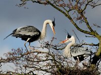 Ardea cinerea 46, Blauwe reiger, Saxifraga-Piet Munsterman