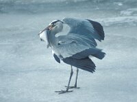 Ardea cinerea 52, Blauwe reiger, Saxifraga-Piet Munsterman