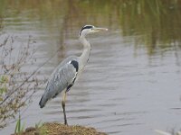 Blauwe reiger 01 #45680 : Ardea cinerea, Grey Heron, Blauwe reiger