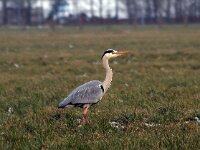 Ardea cinerea 59, Blauwe reiger, Saxifraga-Hans Dekker