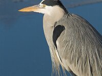 Ardea cinerea 63, Blauwe reiger, Saxifraga-Martin Mollet