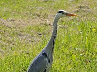 Ardea cinerea 65, Blauwe reiger, Saxifraga-Ab H Baas