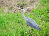 Ardea cinerea 67, Blauwe reiger, Saxifraga-Piet Munsterman