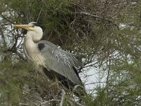 Ardea cinerea 92, Blauwe reiger, Saxifraga-Willem van Kruijsbergen