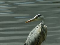 Ardea cinerea 96, Blauwe reiger, Saxifraga-Theo Verstrael