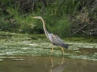 Ardea purpurea 11, Purperreiger, Saxifraga-Piet Munsterman
