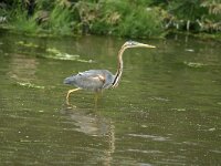 Ardea purpurea 15, Purperreiger, Saxifraga-Piet Munsterman