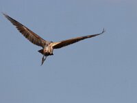 Purperreiger; Purple Heron; Ardea purpurea  Purperreiger; Purple Heron; Ardea purpurea : Ameide, Ardea purpurea, Purperreiger, Purple Heron, Utrecht, Zouweboezem, bird, flight, heron, marsh, moeras, moerasvogel, reed, reiger, reigerachtige, riet, swamp, territorial, viseter, vliegbeeld, vlucht