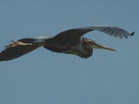 Ardea purpurea 21, Purperreiger, Saxifraga-Jan van der Straaten