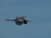 Ardea purpurea 23, Purperreiger, Saxifraga-Jan van der Straaten