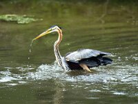 Ardea purpurea 25, Purperreiger, Saxifraga-Piet Munsterman