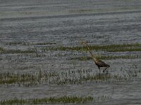 Ardea purpurea 27, Purperreiger, Saxifraga-Jan van der Straaten