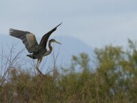 Ardea purpurea 28, Purperreiger, Saxifraga-Jan van der Straaten