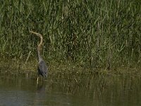 Ardea purpurea 31, Purperreiger, Saxifraga-Jan van der Straaten