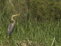 Ardea purpurea 32, Purperreiger, Saxifraga-Jan van der Straaten