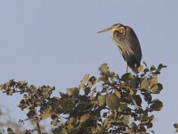 Ardea purpurea 33, Purperreiger, Saxifraga-Mark Zekhuis