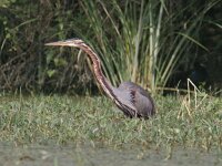 Ardea purpurea 35, Purperreiger, Saxifraga-Mark Zekhuis