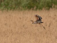Purperreiger; Purple Heron; Ardea purpurea  Purperreiger; Purple Heron; Ardea purpurea : Ameide, Ardea purpurea, Purperreiger, Purple Heron, Utrecht, Zouweboezem, bird, flight, heron, marsh, moeras, moerasvogel, reed, reiger, reigerachtige, riet, swamp, territorial, viseter, vliegbeeld, vlucht