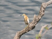 Ardeola ralloides 42, Ralreiger, Saxifraga-Dirk Hilbers