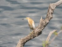 Ardeola ralloides 43, Ralreiger, Saxifraga-Dirk Hilbers