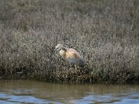 Ardeola ralloides 50, Ralreiger, Saxifraga-Dirk Hilbers