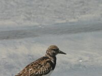 Arenaria interpres 10, Steenloper, Saxifraga-Jan Jansen