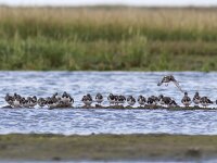 Arenaria interpres 25, Steenloper, Saxifraga-Mark Zekhuis