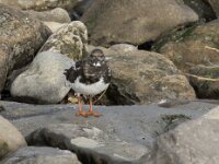 Arenaria interpres 34, Steenloper, Saxifraga-Willem van Kruijsbergen