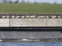 Arenaria interpres 48, Steenloper, Saxifraga-Mark Zekhuis