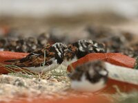 Arenaria interpres 49, Steenloper, Saxifraga-Mark Zekhuis