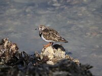 Arenaria interpres 52, Steenloper, Saxifraga-Peter Meininger