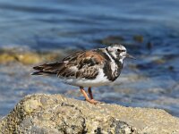 Arenaria interpres 55, Steenloper, Saxifraga-Henk Baptist